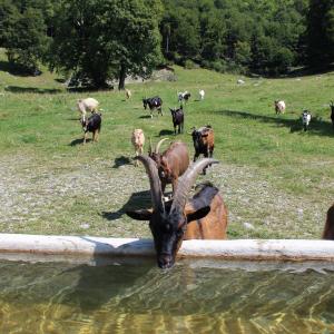 AGRITURISMO Malga Ca' dell'Era