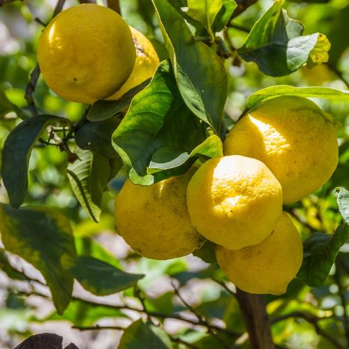 Citrus Fruits and Aromatic Herbs